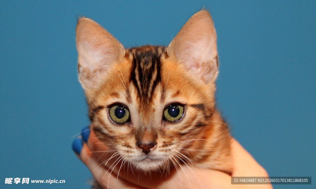 可爱小猫咪被温柔托举