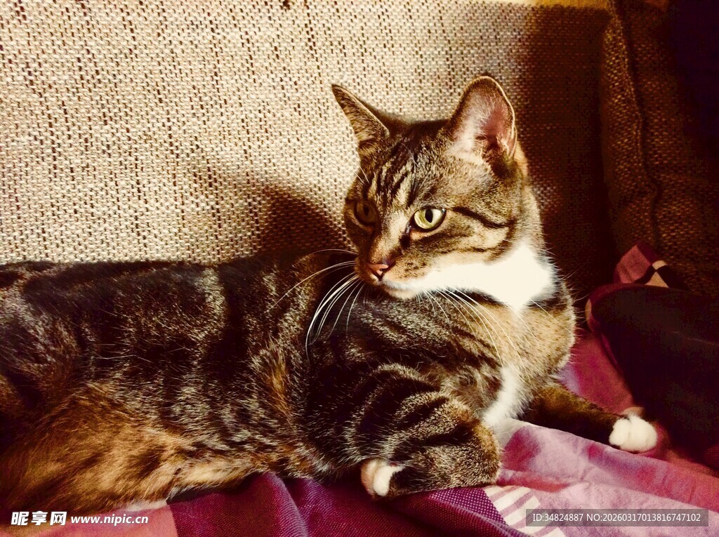 慵懒猫咪舒适躺卧