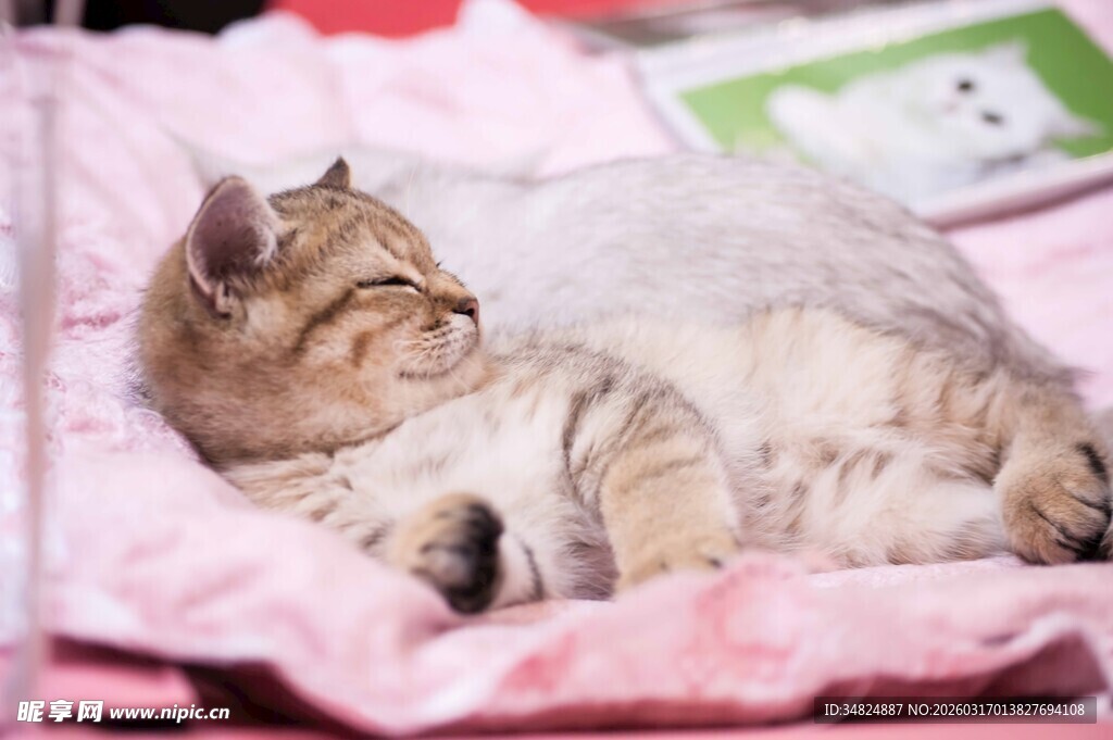 酣睡的可爱猫咪