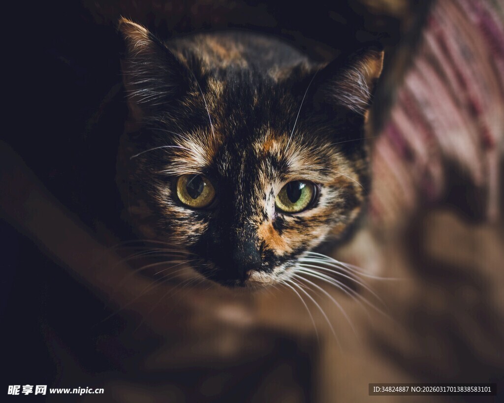 可爱玳瑁猫的温柔凝视