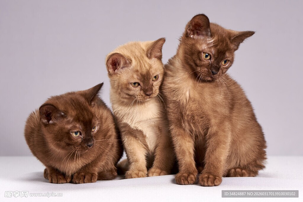 三只可爱猫咪同框