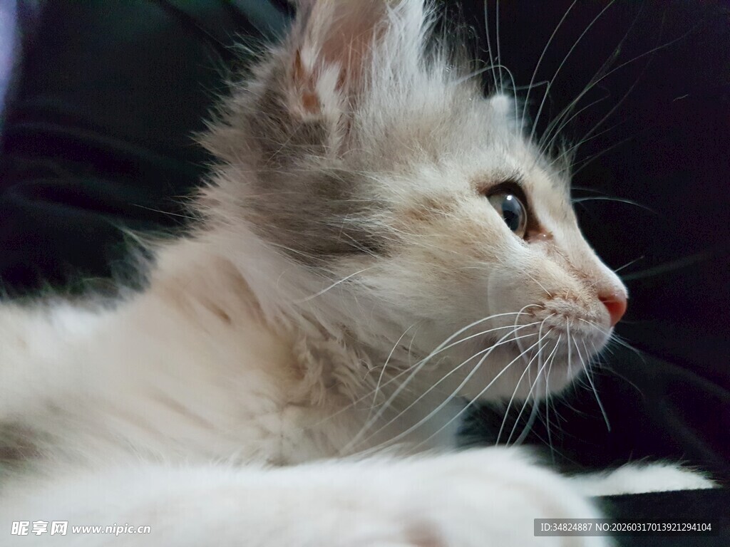 可爱小猫咪侧颜特写