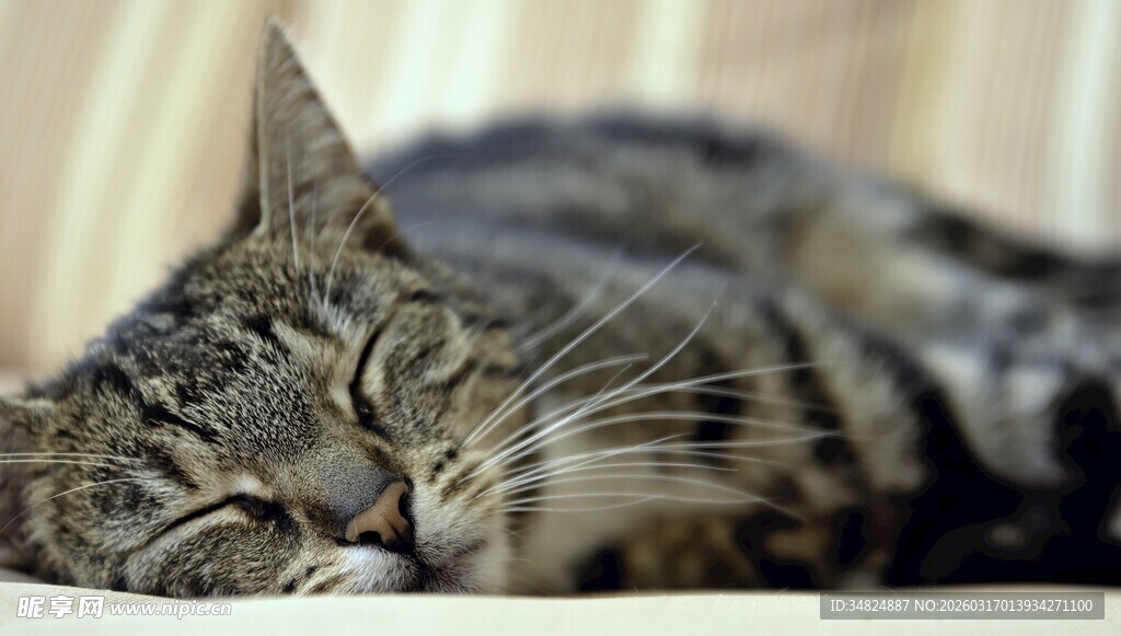 酣睡的条纹猫咪