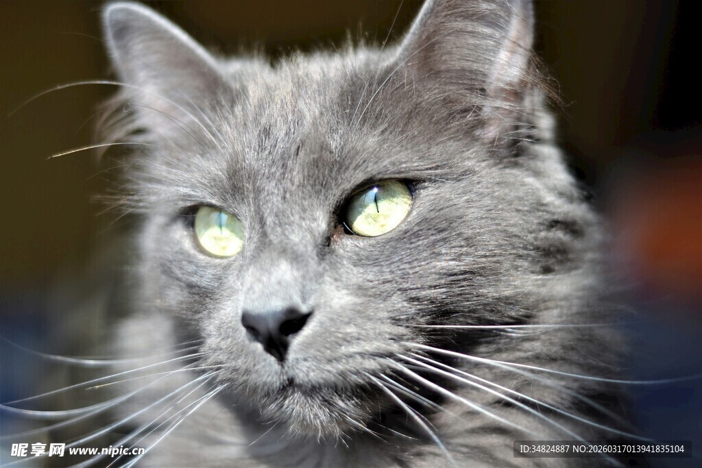 灰毛猫咪睁大眼睛凝视