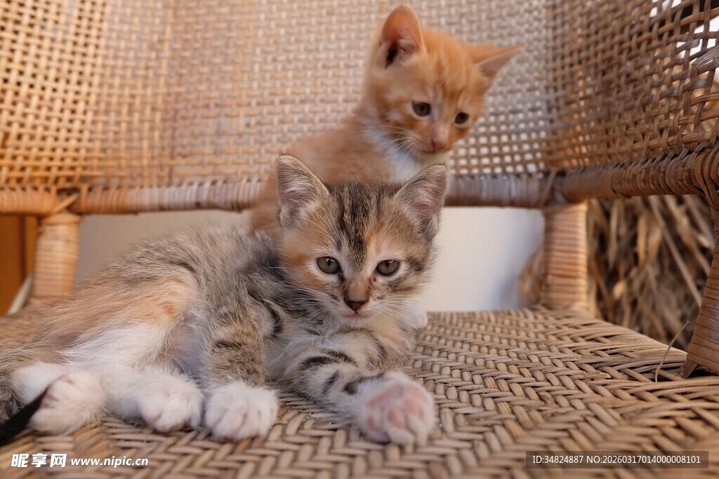 两只猫咪依偎在编织物上