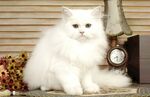可爱白猫端坐室内