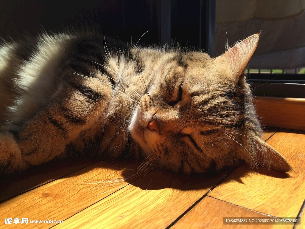 阳光下惬意的猫咪