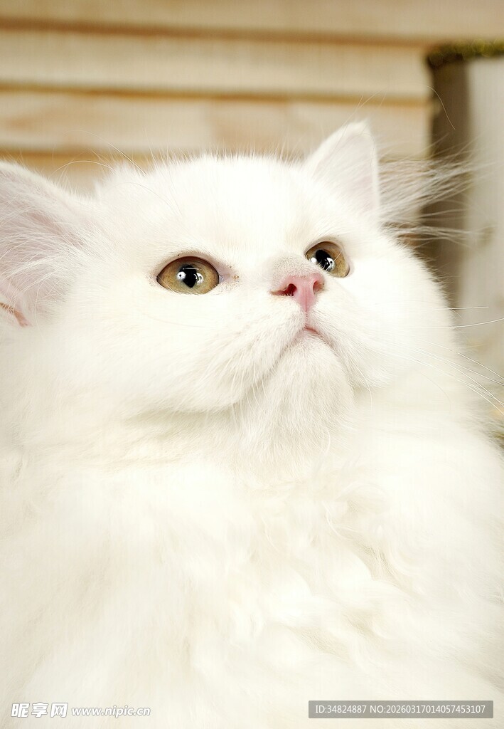 纯白萌猫抬头凝望