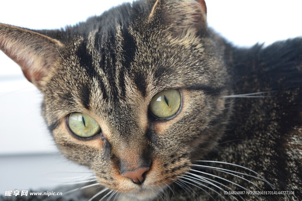 绿眼斑纹猫特写