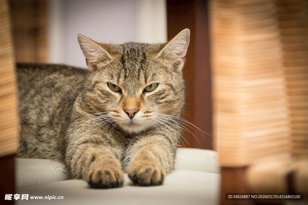 慵懒猫咪惬意趴卧