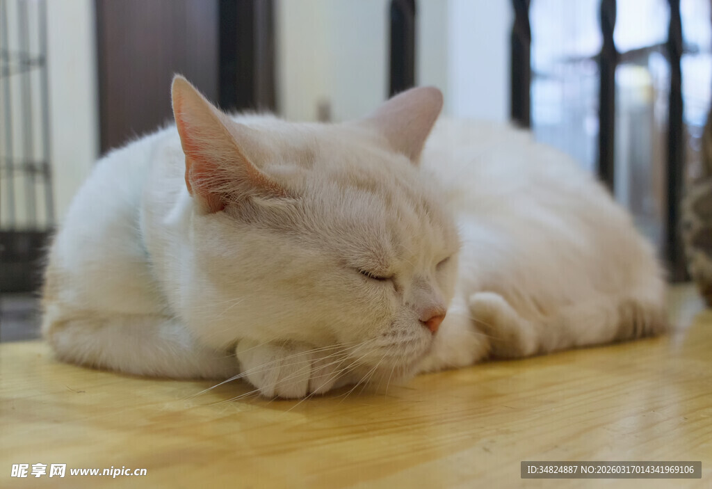 慵懒白猫惬意趴坐