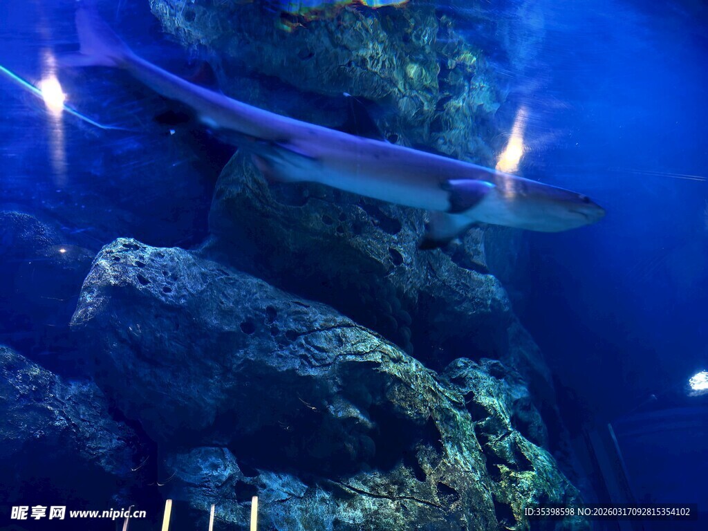 海洋馆鲨鱼