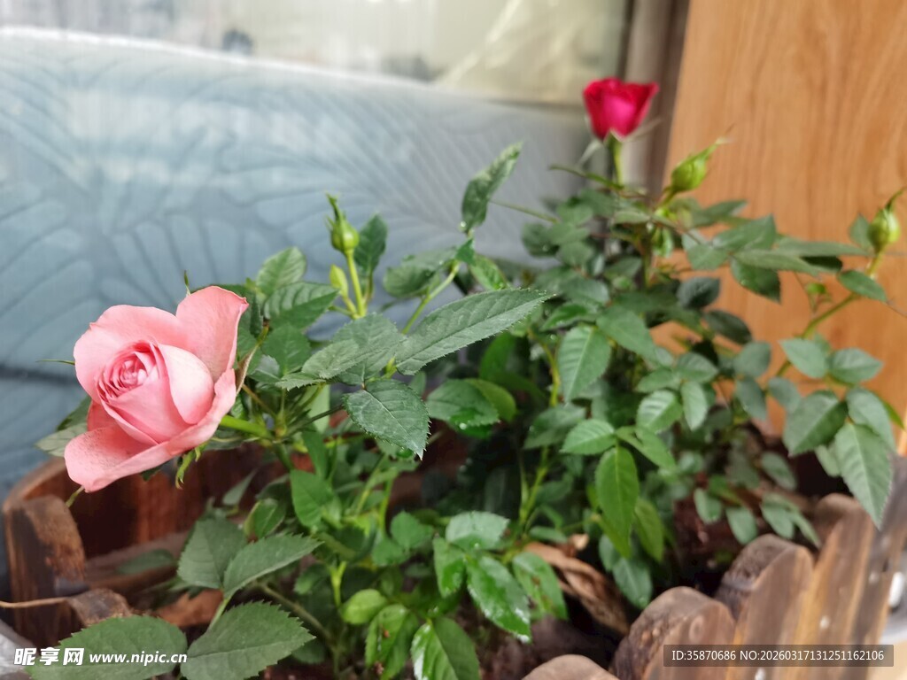 木栏边绽放的娇艳月季花