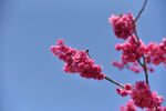 寒绯樱