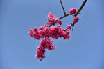 寒绯樱