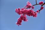 寒绯樱