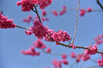 寒绯樱