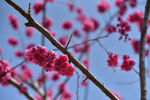 寒绯樱