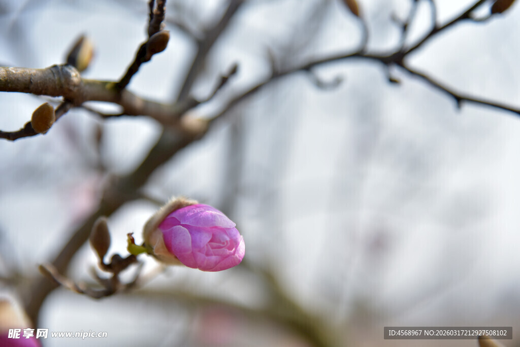 玉兰花