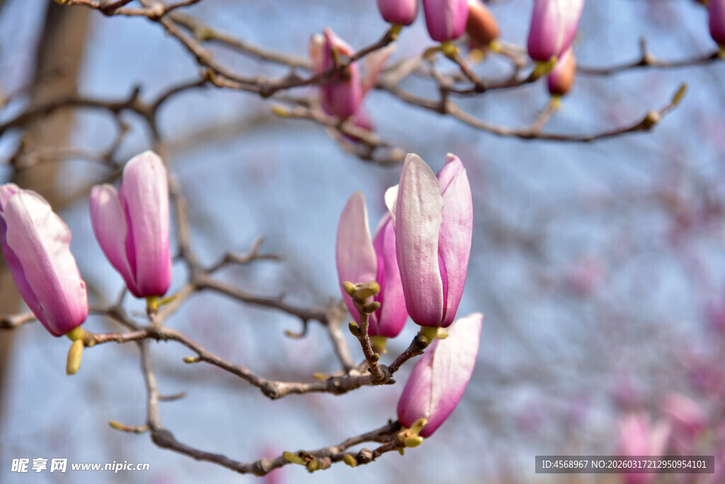 玉兰花