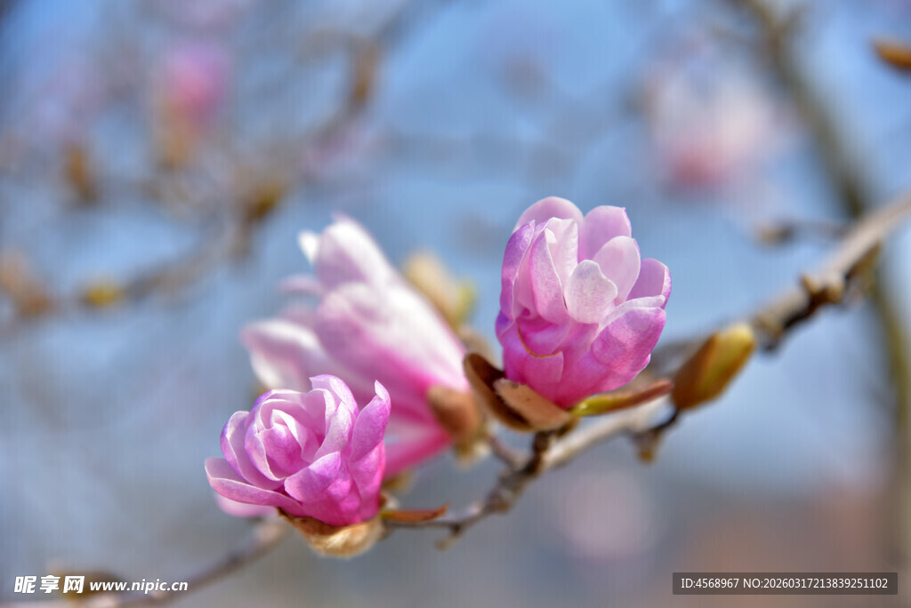 玉兰花