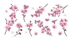 手绘粉色樱花花枝图案