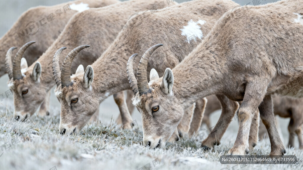 低头吃草的一群阿尔卑斯山羊