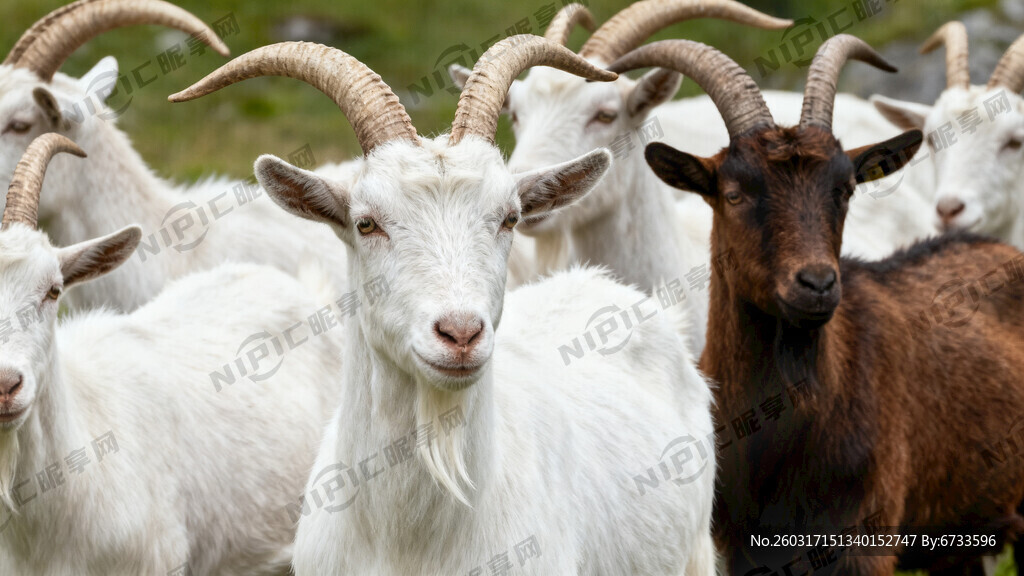 一群阿尔卑斯山羊 不要草地