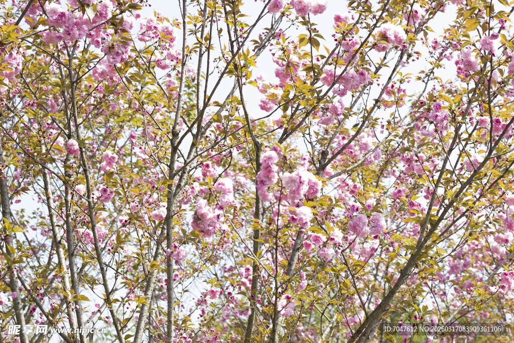 春日繁花满树的烂漫景象