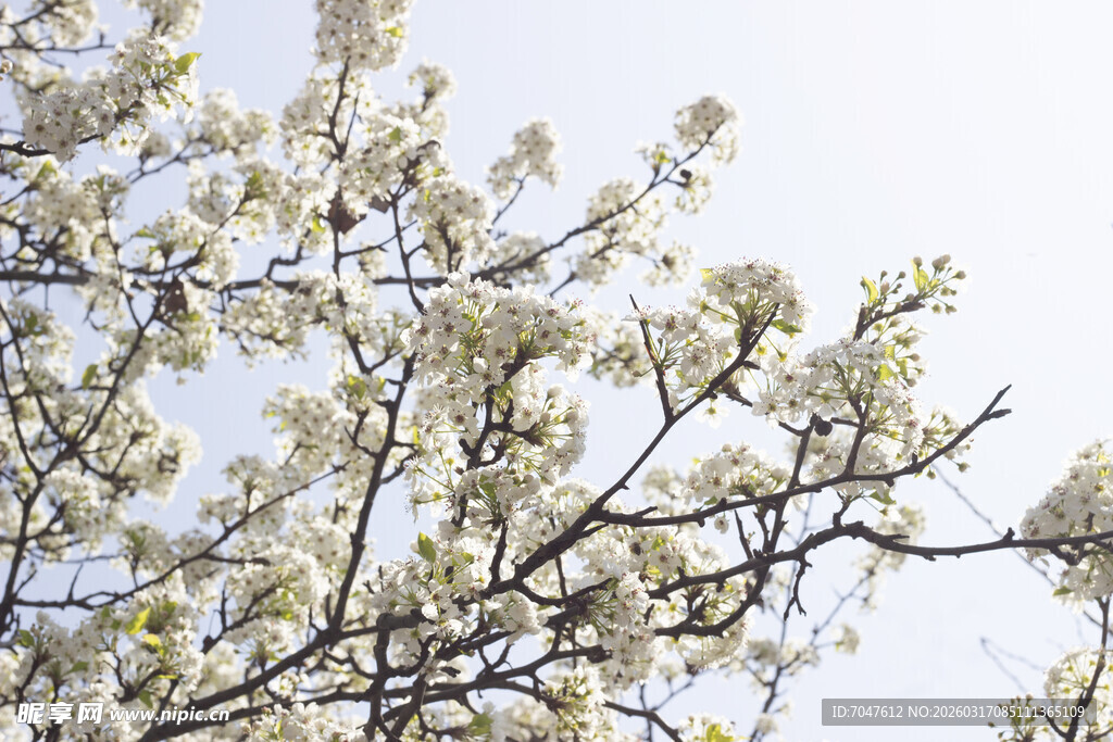 豆梨枝头绽放的洁白花朵