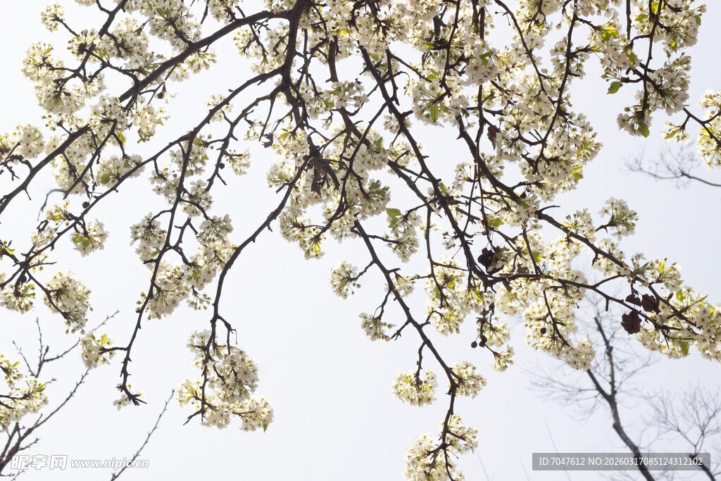 豆梨花枝头繁花绽