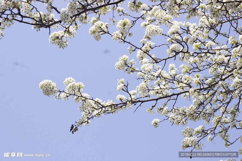 豆梨花枝头繁花绽于蓝天之下