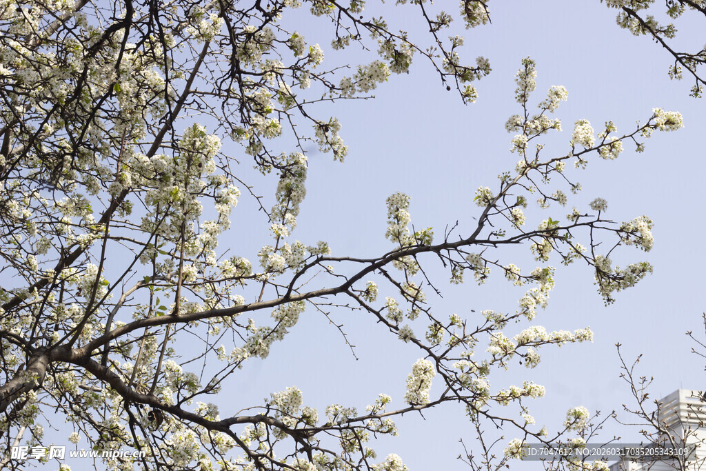 春日绽放的洁白花枝豆梨