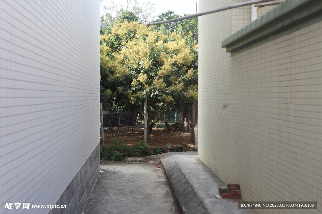 狭窄小巷与远处绿树景象