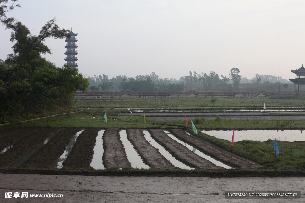 水田风光 远处古塔朦胧