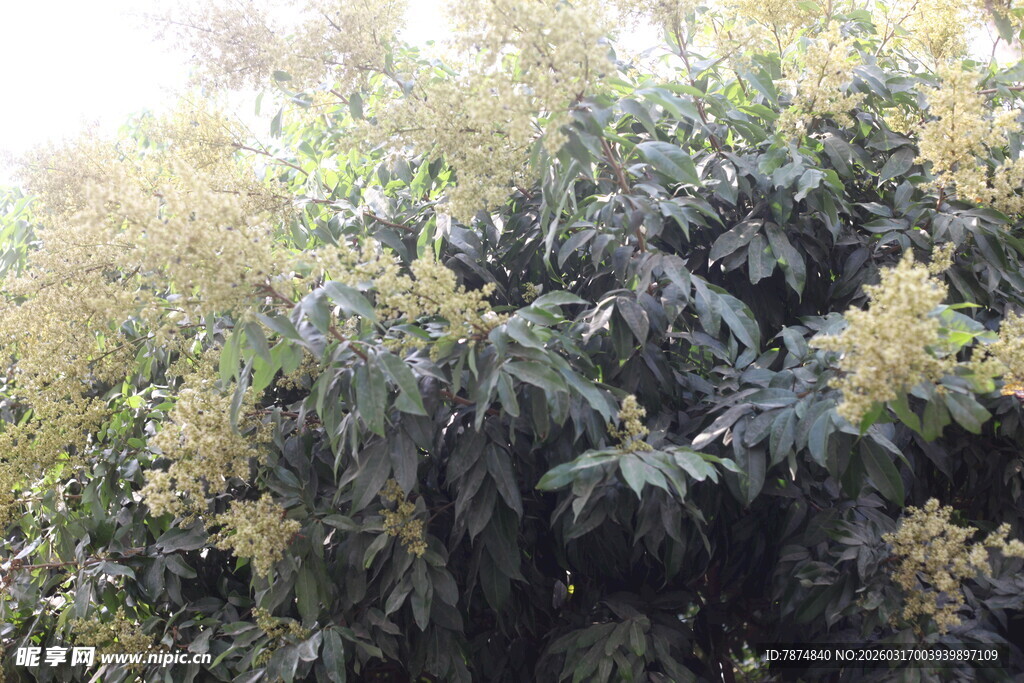 繁茂绿植展现盎然生机