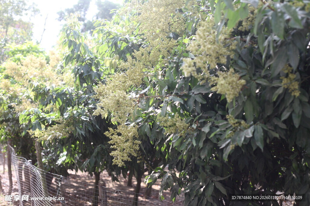 繁茂荔枝树 绿叶繁花