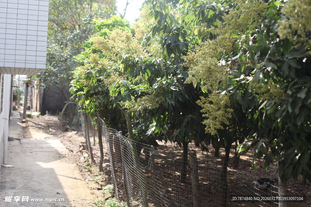 路边绿树成排的景象