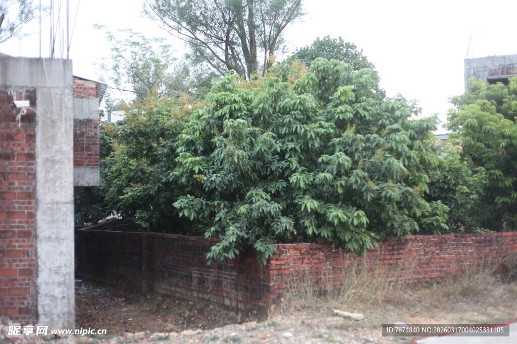 庭院旁茂盛绿植景观