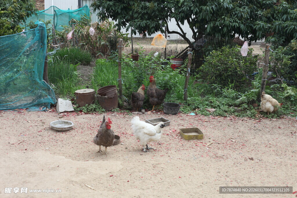 院子里觅食的几只家禽