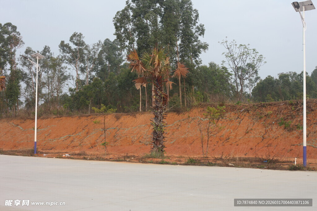 道路旁的树木与红土景观