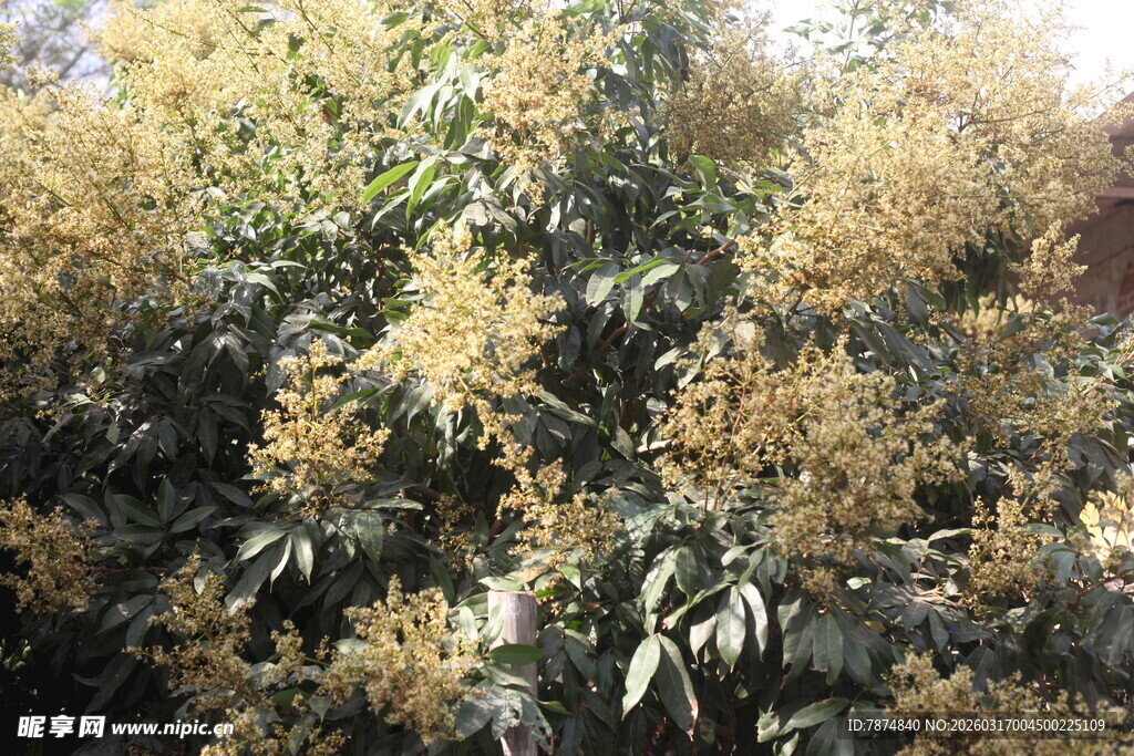 金黄繁茂的植物景观