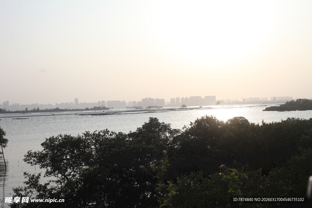 湖畔晨光下的树林与水域