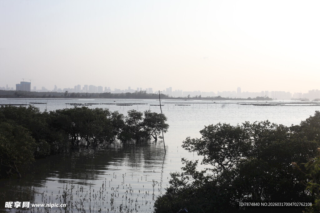 河畔红树林景观