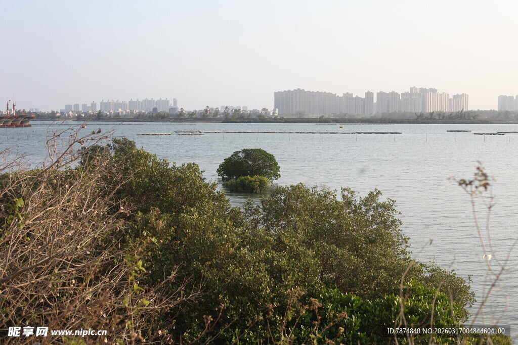 湖畔绿植与远处城市景观