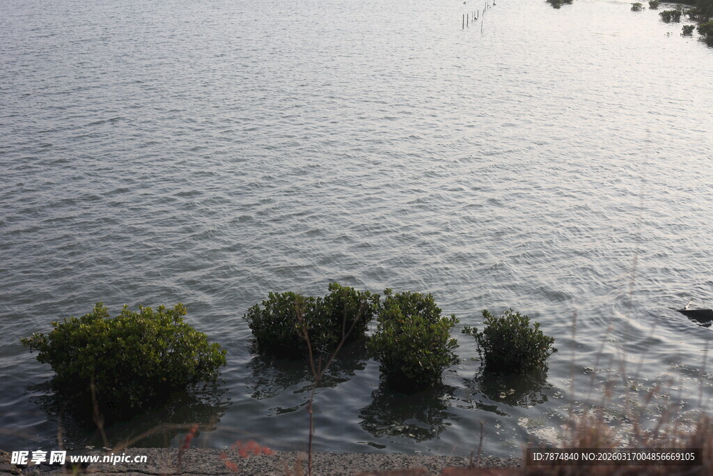 水中生长的绿意植物