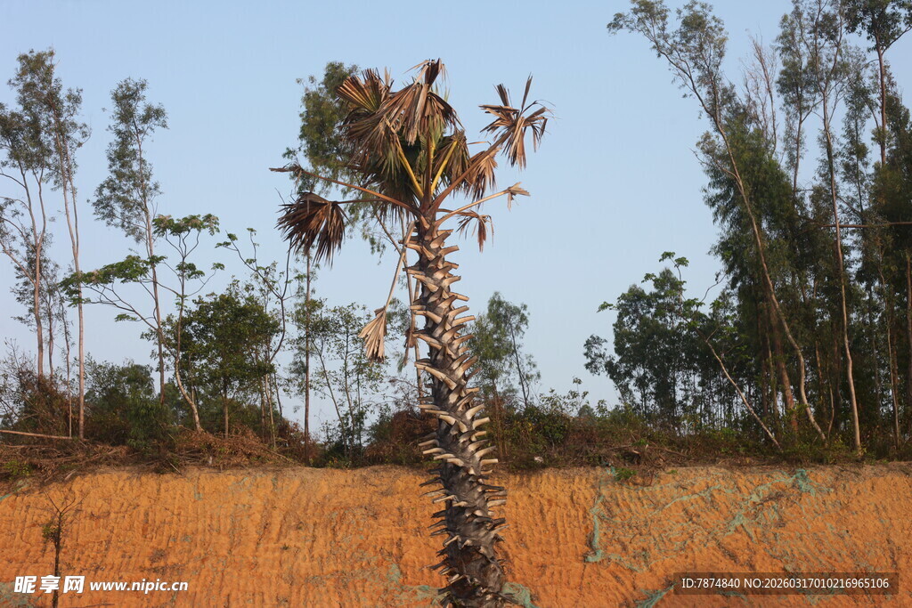 田野中独株棕树景象
