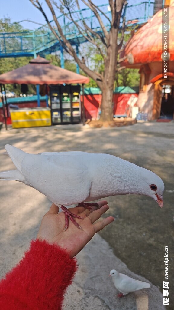 手托白鸽的温馨瞬间