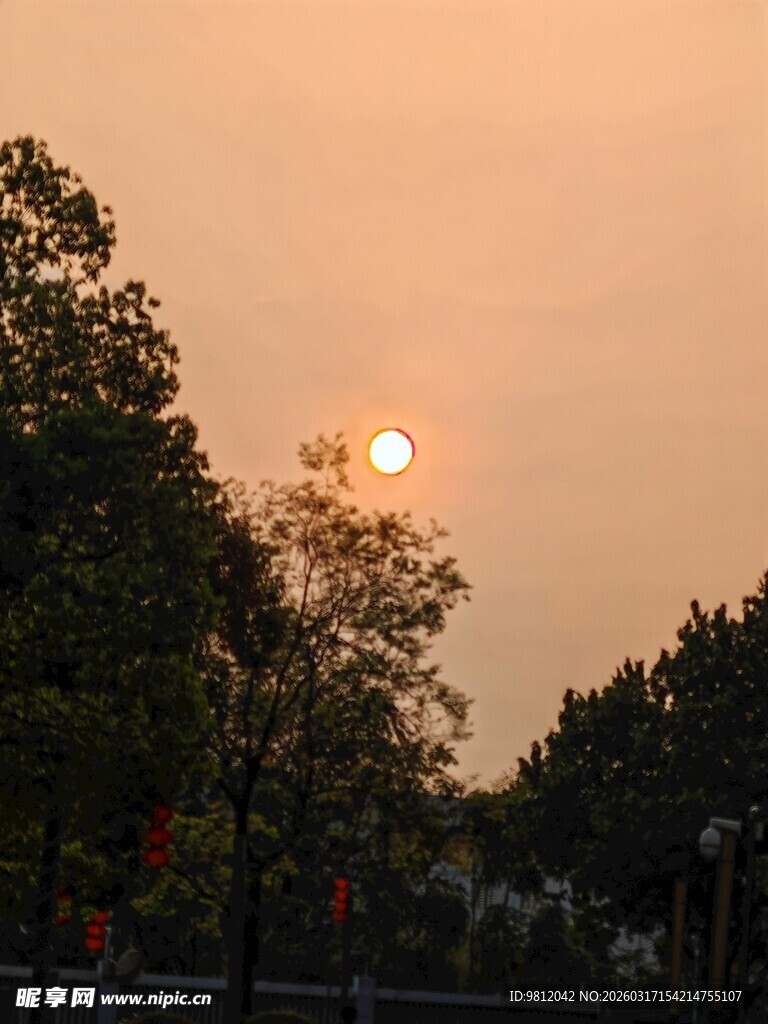 夕阳下树林中的落日美景