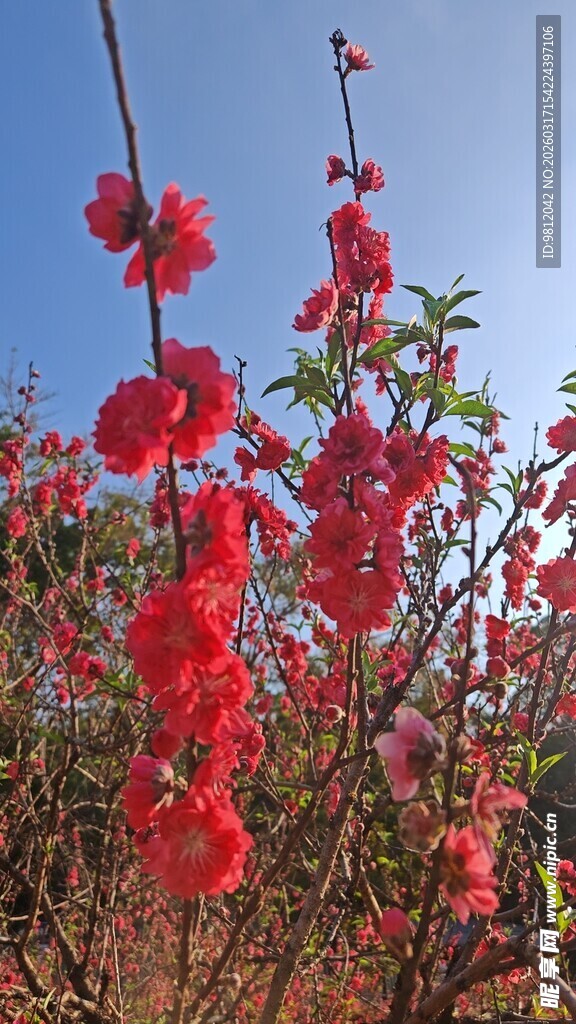 春日盛开的艳丽红花朵 桃花
